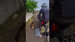 Pack of Dogs Chase a Motorcycle