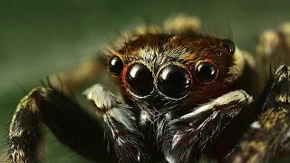 Самые опасные и ядовитые пауки в мире