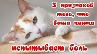 КОШКЕ БОЛЬНО 5 признаков  The cat is experiencing pain 5 signs
