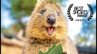 The Truth About The Happiest Animals In The World - Quokka Documentary