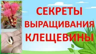 СЕКРЕТЫ ВЫРАЩИВАНИЯ КЛЕЩЕВИНЫ. Как выращивать клещевину. Выращивание клещевины.