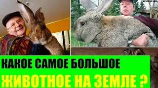 Какое животное самое большое на Земле?