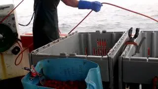 Lobster fishing in nova scotia