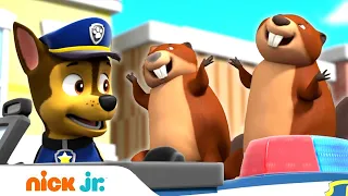 Щенячий патруль | Гончик спасает бобров | Nick Jr. Россия