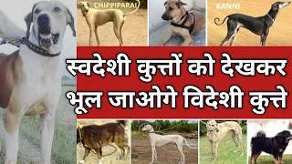 देसी कुत्ते के बारे में जानकारी | Indian dog breeds vs foreign dog breeds in hindi | देसी कुत्ते |