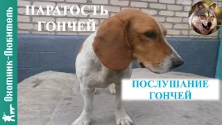 Паратость и послушание гончей!