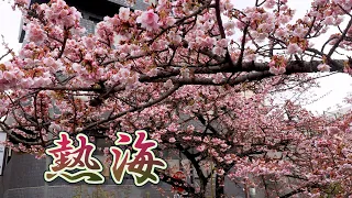 SHIZUOKA【Cherry blossoms】“Atami Sakura” Early Blooming Cherry Blossoms in Atami(near Tokyo) #あたみ桜