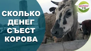 Сколько денег съест корова