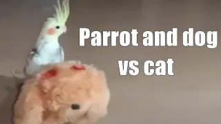 Попугай и собака против кошки  Parrot and dog vs cat