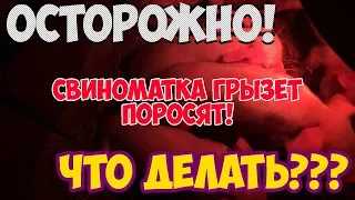 Свиноматка грызет своих поросят! Что делать и как спасти?