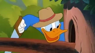 DONALD DUCK CARTOON FULL EPISODES 2015 - DONALD DUCK & Chip and Dale Cartoons NEW Compilation [ HD ]