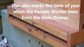 bees kicking out the drones