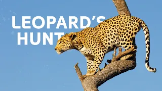 Leopards Vs Hyenas: The Fight For Survival In The Okavango Delta | Leopard Documentary