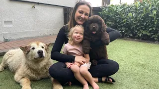 Adorable Baby Girl Meets New Puppy For First Time! Giant Newfoundland! (Cutest Ever!!)