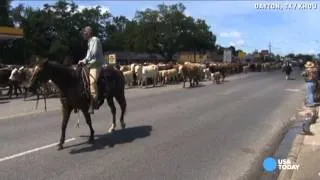 Hundreds of cattle rescued from Texas flooding