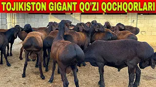 ☎️33-733-43-43 TOJIKISTONDAN GIGANT VELIKAN QOCHQORLAR KELDI SHOSHILAMIZ