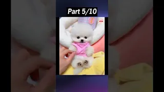 Tik Tok Chó Phốc Sóc Mini 😍 Funny and Cute Pomeranian #43 Part 5 #shorts