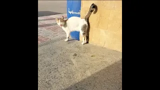 Cat cries for help to save her kittens stuck in an abandoned building.