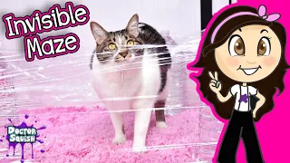 Cat Vs Invisible Maze! Adorable Pets Show! Doc's Playhouse