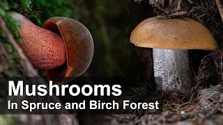 Summer Mushroom Hunting in Spruce and Birch Forest - Orange Birch Bolete | Scarletina Bolete | Fungi