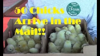 50 Chicks Arrive in the Mail