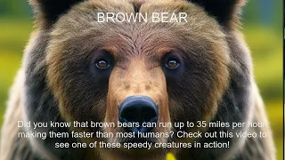 Brown bear Fact