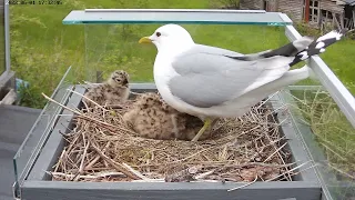 220601 seagull nest, 3rd chick, all out day