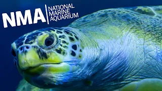 Inside The UK's LARGEST Aquarium! - NMA Plymouth (Beautiful 4K Footage!)