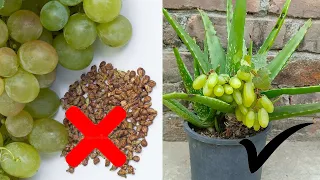 New skill: Grape plant from grapes with Aloe Vera tree