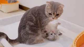 The kitten who tries to take back the mother cat but meets her revenge is too cute...