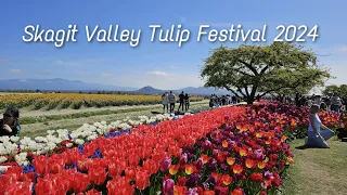 Skagit Valley Tulip Festival 2024  |   RoozenGaarde in Mount Vernon, Washington