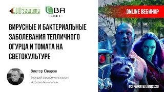 Вирусные и бактериальные заболевания тепличного огурца и томата на светокультуре