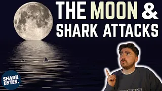 How Does the Moon Affect Sharks?