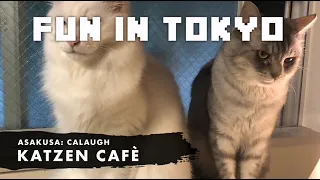 Katzencafé und kurioses