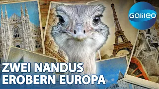 Nandu-Alarm in Europa: Wie Janez und Simona mit ihren tierischen Begleitern für Aufsehen sorgen