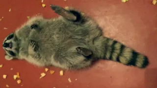 Raccoon eating apples/ енот ест яблоки