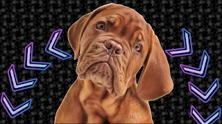 Sound To Tilt Your Dogs & Puppies Head (NEW VERSION)