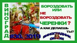 🍇 СЕКРЕТ бороздования черенков? Это ВАЖНО. Укоренение винограда.