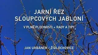 Jarní řez sloupcových jabloní v plné plodnosti + rady a tipy