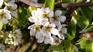 4K Очарование весны  _  The charm of spring