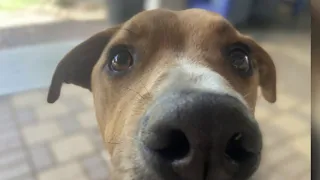 KPRC 2 Pet Project: Meet Houston, the pup with a big personality