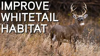 Whitetail Habitat Improvements (Non Food Plot) | Creating Better Deer Habitat