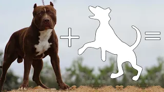 Top 9 Amazing Pitbull Cross Breeds | Pitbull mix breed dogs