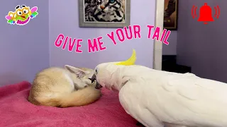Charlie the parrot told Tiffany the fox what a smart bird he is