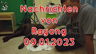 Nachrichten 09.01.2023 Jam mein Labrador ist krank in Rayong Thailand