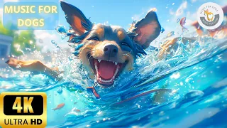 4K - 8 Hours Relaxing Music For Dogs 🐶Dog TV Stress Relief Music For Dogs ♬ Calming Music For Dogs
