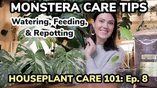 Houseplant Care 101: Monstera Care Tips - Monstera Watering, Feeding, & Repotting