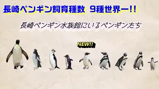 長崎ペンギン水族館で生活するペンギン9種類を紹介！
