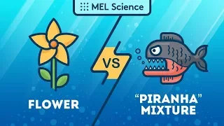 A flower gets into one of the most dangerous mixtures in the world ("Piranha" experiment)