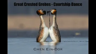 Great Crested Grebes - Courtship Dance (Weed dance)